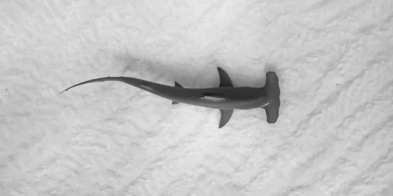 Hammerhead shark from above in shallow clear water over sand