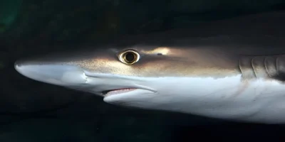 School Shark (Galeorhinus galeus) head