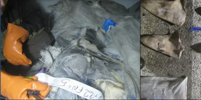 Nine Japanese ships illegally landed over 17 tonnes of shark fins in Callao