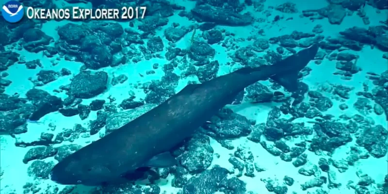 Pacific sleeper shark Somniosus pacificus
