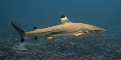 Blacktip reef shark Carcharhinus melanopterus