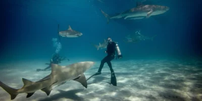 Divers in the water with several sharks