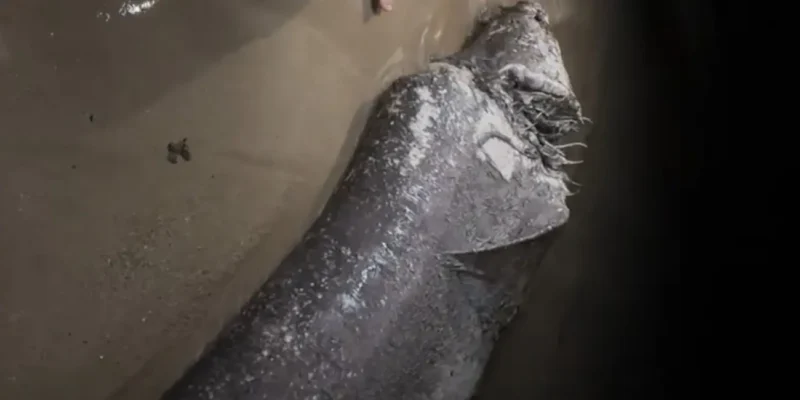 Dead grey shark with large wound washed up on city beach in Mallorca