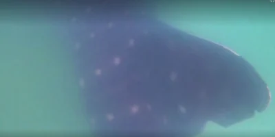 Whale Shark off the coast of Ashdod in the Mediterranean Sea in Israel