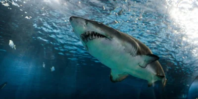 Great white shark (Carcharodon carcharias) from below and front