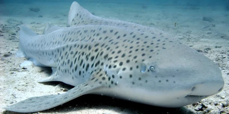Zebra Shark (Stegostoma tigrinum) in Thailand lying on sandy seabed