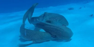 Zebra Sharks (Stegostoma tigrinum) during mating in New Caledonia