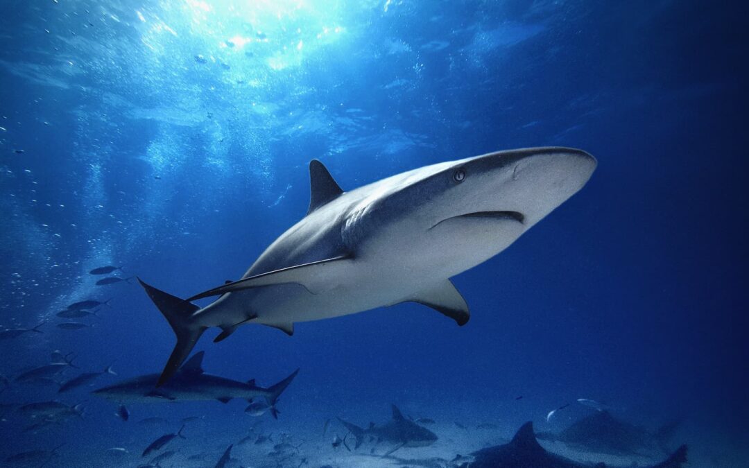Caribbean Reef Shark