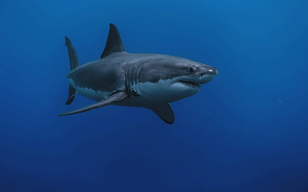 White Shark