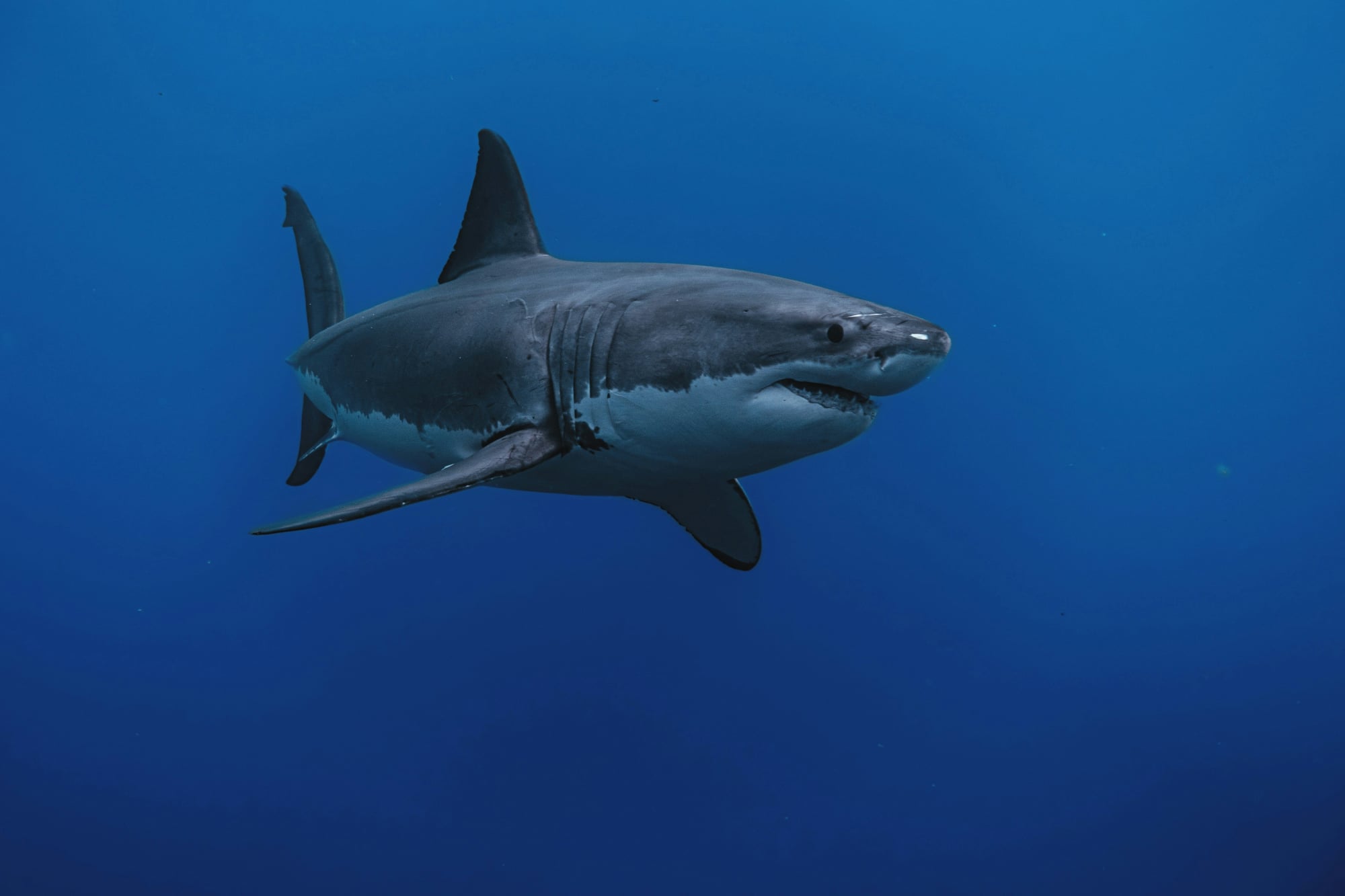 Great white shark Carcharodon carcharias in blue water