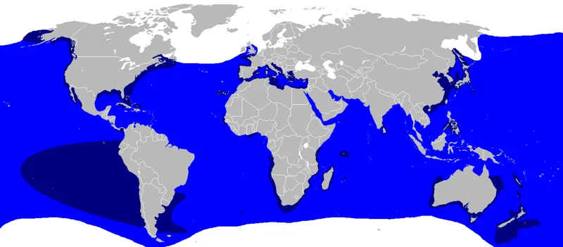 Weißer hai karte verbreitung vorkommen carcharodon carcharias