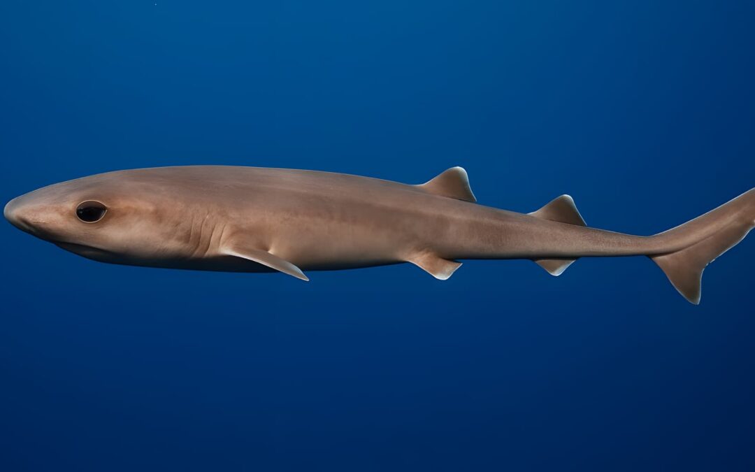 Cookie-cutter Shark