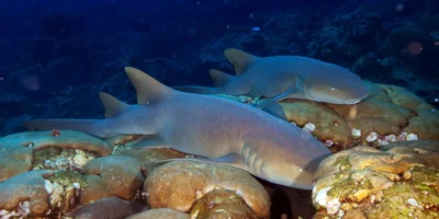 two Atlantic nurse sharks (Ginglymostoma cirratum) lying on rocks