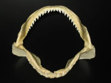 Blue shark Prionace glauca dentition teeth