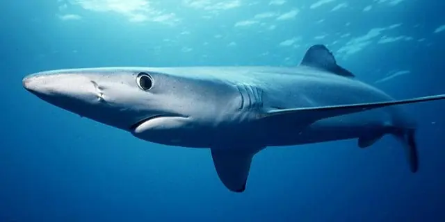 Blue shark prionace glauca in blue water