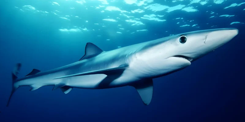 Blue shark Prionace glauca in blue water