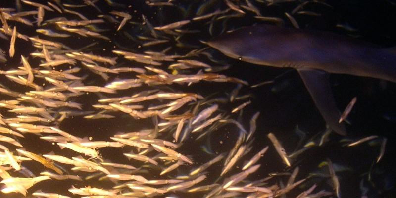 Blue shark prionace glauca hunts squid at night