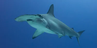 Scalloped hammerhead Sphyrna lewini in the blue water off Cocos Island, Costa Rica