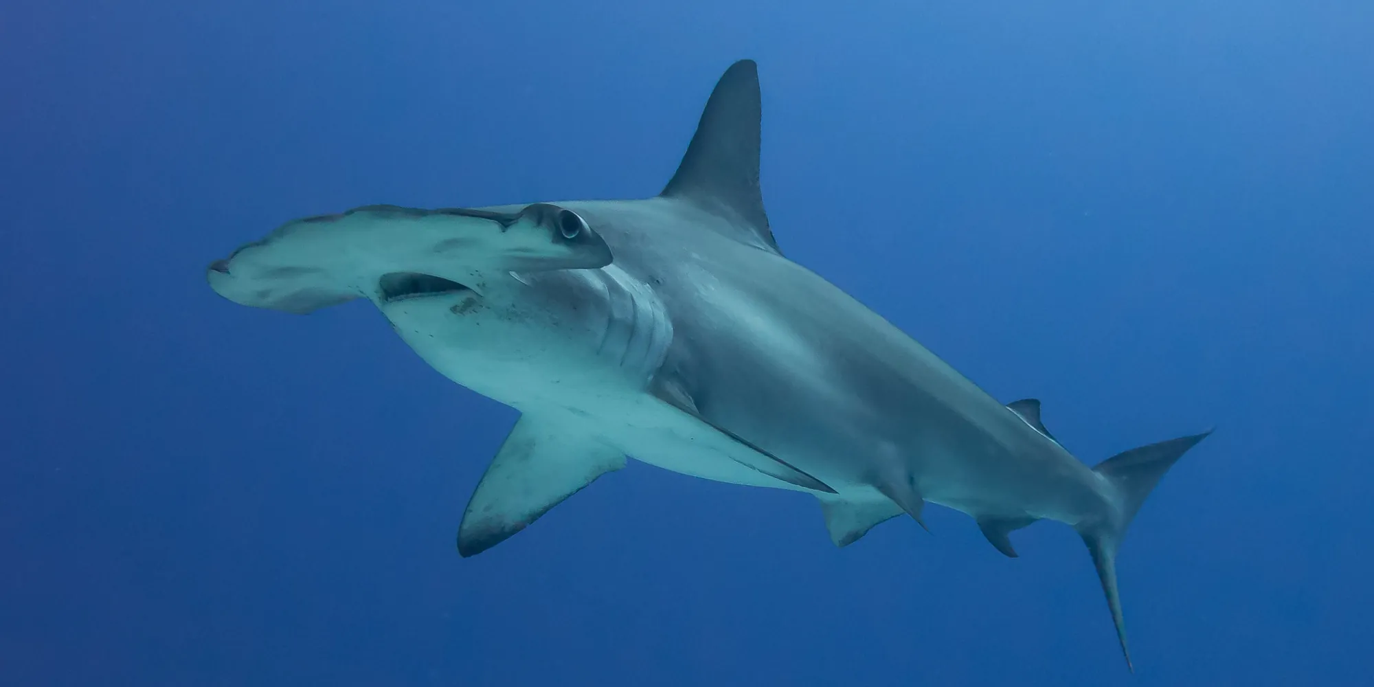 Scalloped hammerhead Sphyrna lewini in the blue water off Cocos Island, Costa Rica
