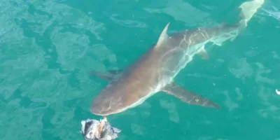 Bronze whaler (Carcharhinus brachyurus)