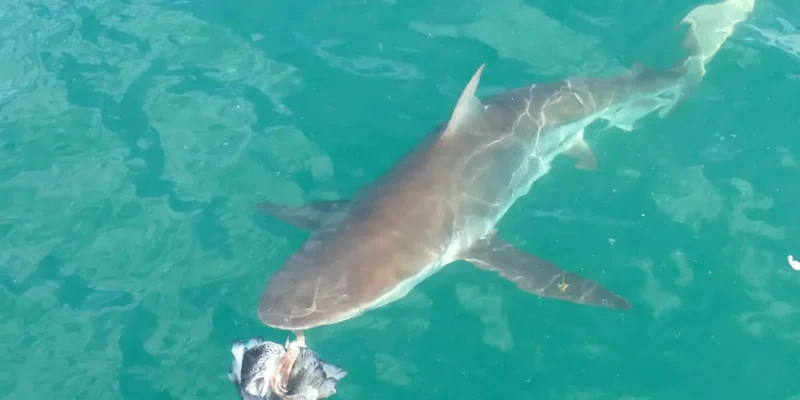 Bronze whaler (Carcharhinus brachyurus)