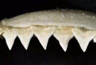 Bull shark Carcharhinus leucas upper jaw