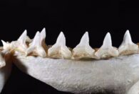 Bull shark Carcharhinus leucas lower jaw