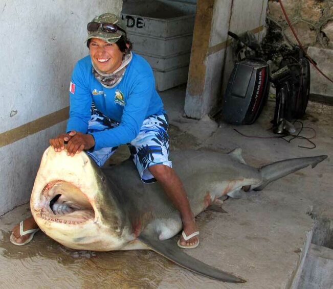 Bull shark Carcharhinus leucas killed