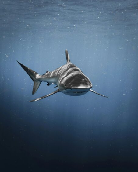 Bull shark Carcharhinus leucas in the blue waters of Florida Bull shark Carcharhinus leucas in the blue waters of Florida