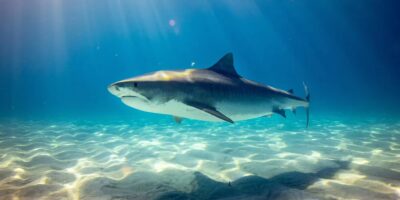 Bull shark Carcharhinus leucas in shallow water above a sandy area