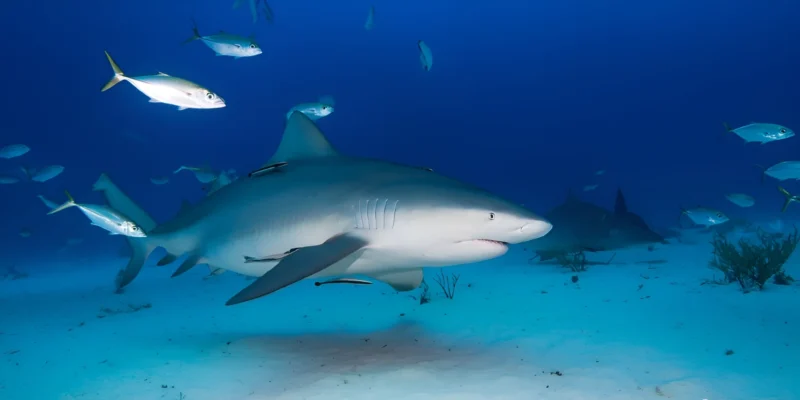 Bull shark Carcharhinus leucas over sand