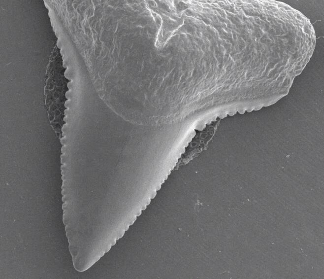 Bull shark Carcharhinus leucas enlarged tooth