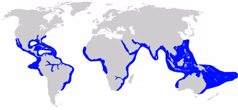 Bull shark Carcharhinus leucus Map Distribution Habitat