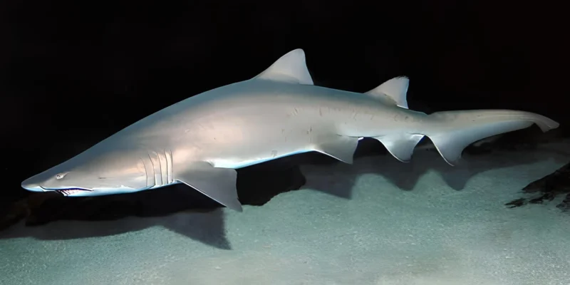 Carcharias taurus sand tiger shark with dark background