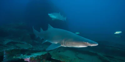 Carcharias taurus sand tiger shark over seabed
