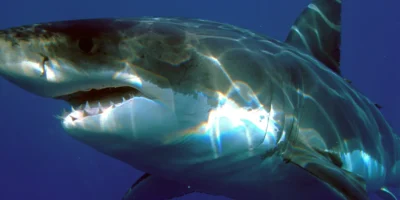 great white shark Carcharodon carcharias in the blue water