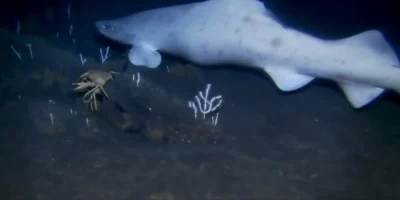 First evidence of a leucistic false catshark