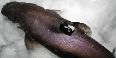 Etmopterus spinax on lantern shark