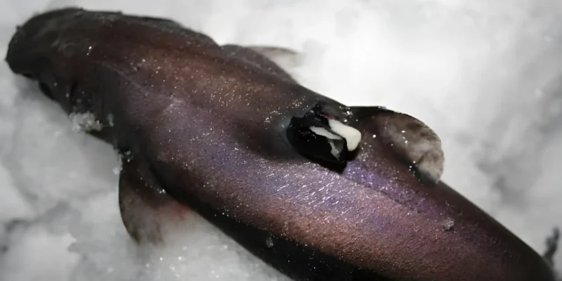 Etmopterus spinax on lantern shark
