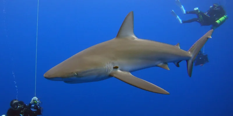 Galapagos shark Carcharhinus galapagensis