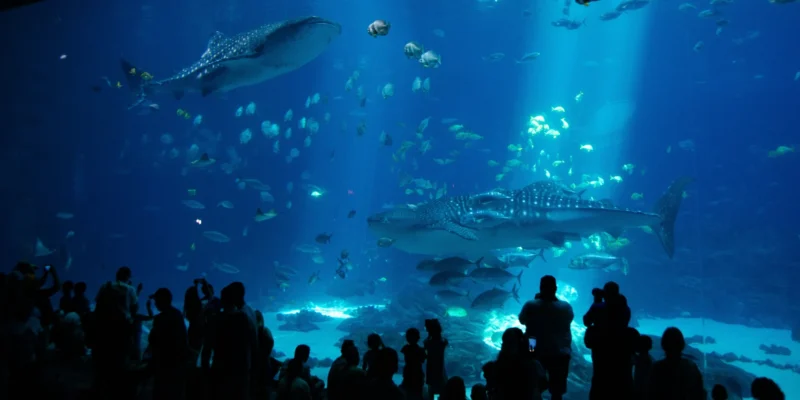 Whale shark Taroko has died at the Georgia Aquarium