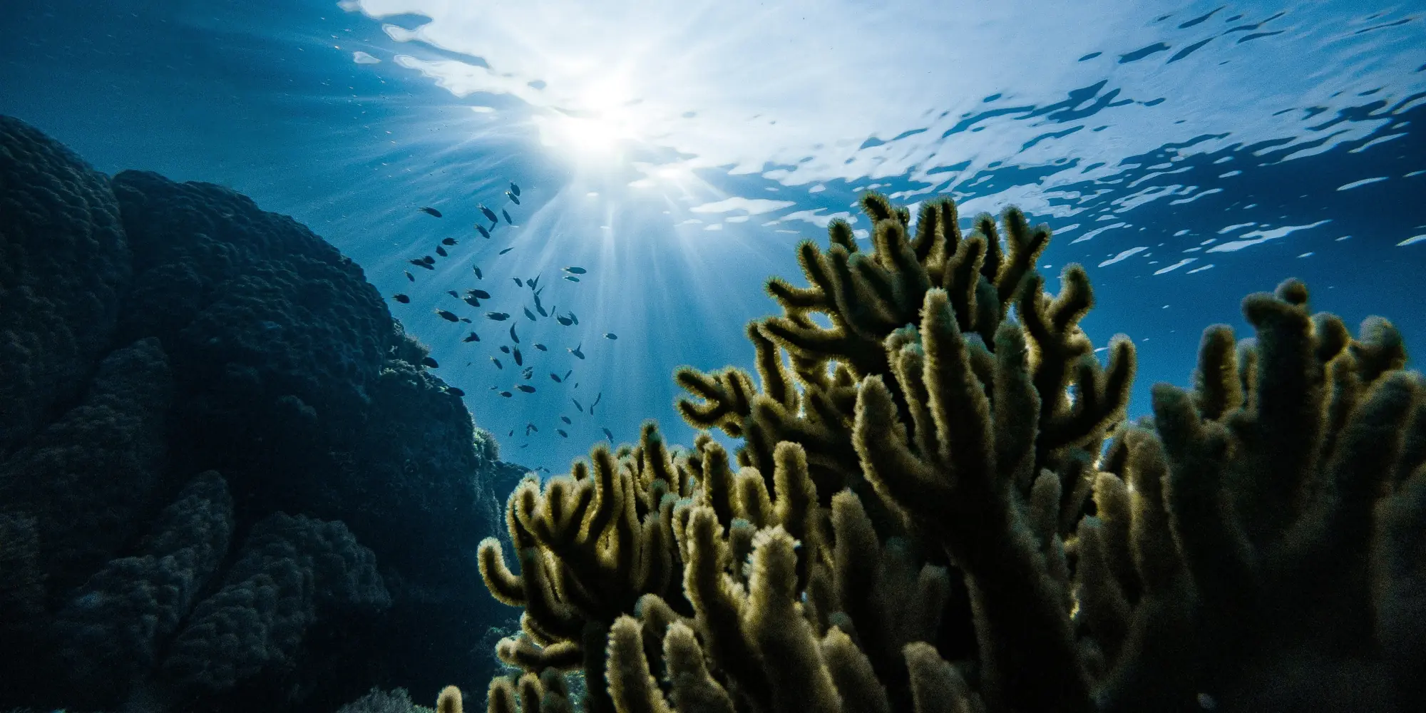 Great Barrier Reef corals and fish