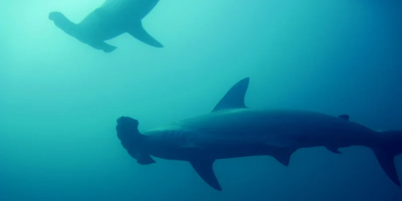 great-hammerhead-sphyrna-mokarran-in-blue-water