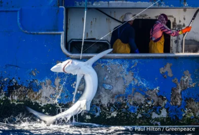 Greenpeace New Zealand longline fishing sharks