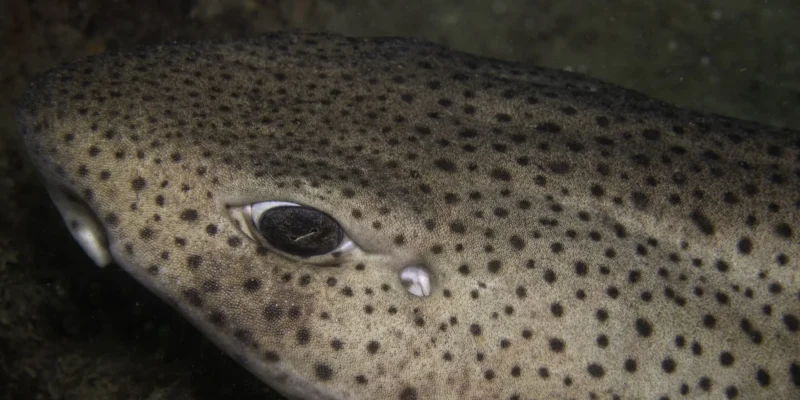 Großgefleckter Katzenhai Scyliorhinus stellaris Kopfaufnahme