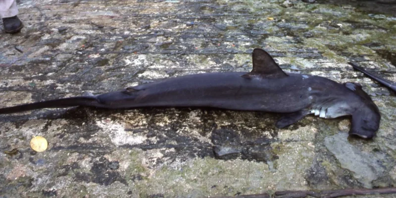 juvenile fishing threatens the scalloped hammerhead in guatemala