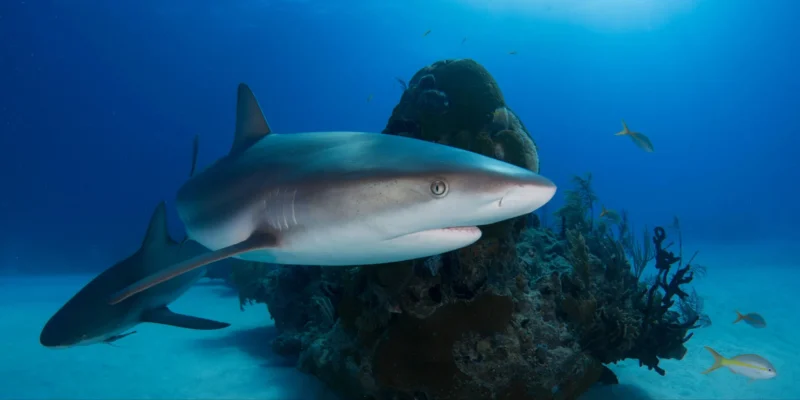 Caribbean reef sharks in the Bahamas Gulf of Mexico