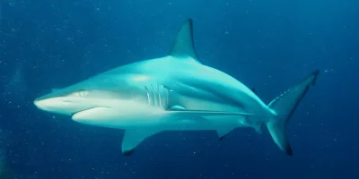 Blacktip shark Carcharhinus limbatus