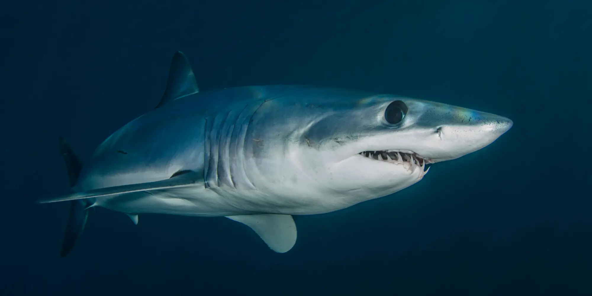 Shortfin mako Isurus oxyrinchus