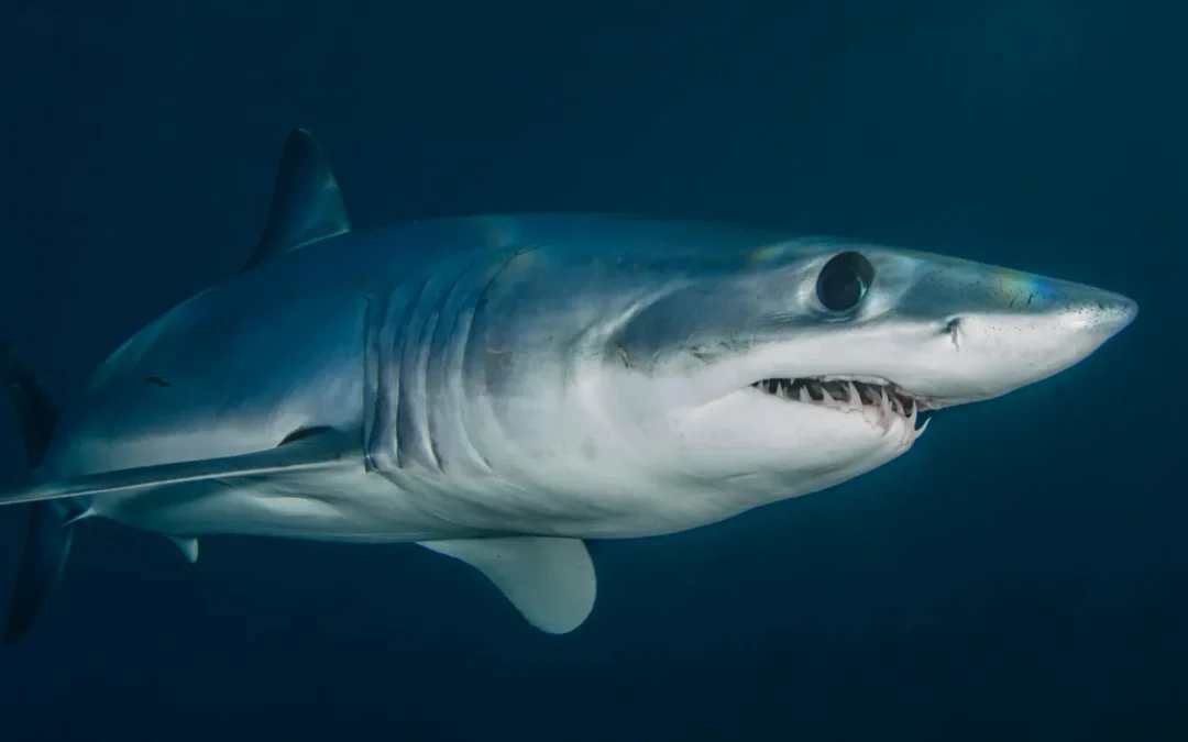 Shortfin Mako Shark